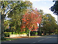 Autumn in Northumberland Avenue