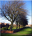 Bedlington, houses and trees