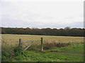 Footpath, Hainault Forest Country Park