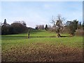 Parkland in the Grounds of Huntley Manor