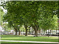 London Planes, Queen Square