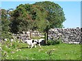 Drystone Wall near Higher Pitts Farm