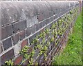 Ferns on wall, near Meltham Mills