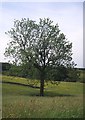 Solitary Ash tree near Barnside