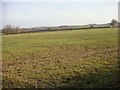 Winter wheat with tractor wheelings