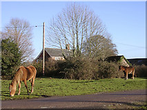 SU2814 : Ponies grazing at the junction of Wittensford Lane and Kewlake Lane by Jim Champion