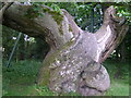 Spanish Chestnut Tree at Balmerino Abbey