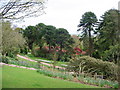 Markinch : Balbirnie Park, looking to Monkey Puzzle Trees