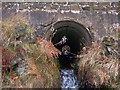 SD9818 : Culvert under the A58 Halifax Rd, Rishworth Moor by michael ely