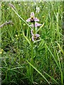 SU4311 : Bee orchids on Peartree Green by Ian Day