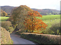 Autumn colours on Heddon Oak lane, looking to Quantocks