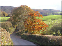 ST1237 : Autumn colours on Heddon Oak lane, looking to Quantocks by Martin Southwood