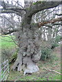 Ancient oak near Parnham