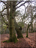 SU2407 : Beeches and holly in Mark Ash Wood, New Forest by Jim Champion