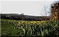 Daffodils at Tipwell