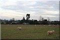 Looking east towards Four Wents