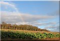 Gask fields