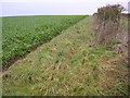 Crop and hedge on Bourne Hill