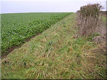 SY7397 : Crop and hedge on Bourne Hill by Jim Champion