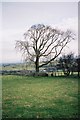 Pastures and tree above Street Head