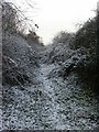 Railway Embankment, Haydon Hill