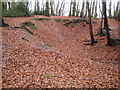 Chalfont St Peter: Bloom Wood