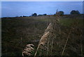 Grasses on Metheringham Delph