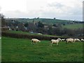 Sheep at Mill Cross, Rattery - Devon