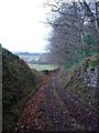 Permissive path alongside Black Down Wood