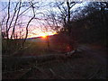 Looking out of Bloom Wood at sunset