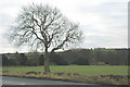 Winter Ash tree near Upper Cumberworth