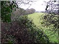 SW8346 : A Glimpse through the Hedge by Tony Atkin
