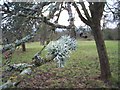 Prunastri Lichen on Apple Tree