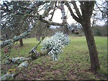 SO6144 : Prunastri Lichen on Apple Tree by Bob Embleton
