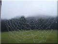 TQ7859 : Fog bejewelled cobweb by Penny Mayes