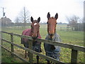 Horses at Butlers Marston