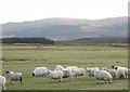 NG4349 : Sheep at Borve by John Allan