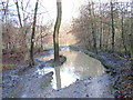 Puddle in Moor Wood