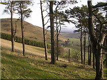 NT0535 : Copse of Pine Trees, looking towards Goseland Hill by Chris Upson