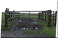 NZ3278 : Cattle Grid by Christine Westerback