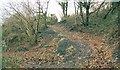 Woodland path in Parc Ynys Dawela