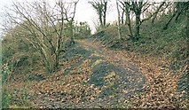 SN7013 : Woodland path in Parc Ynys Dawela by Nigel Davies
