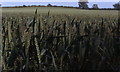 Wheat field near Teeton