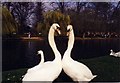 TL0649 : Swans by the River Ouse, Bedford by Rich Tea