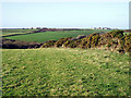 Fields at Bosanketh