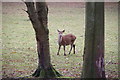 Deer at Carr Laund