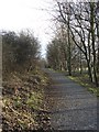 Tree Lined Footpath