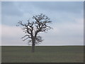 TQ0190 : Leafless tree, Warren Farm, Chalfont St Peter by David Hawgood
