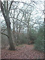 Woods in The Marish, near Denham