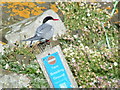 NT6599 : Terns Only! by Norrie Adamson